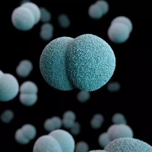 Microscope image of Neisseria meningitidis bacteria
