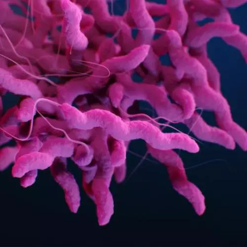 Medical illustration of Campylobacter jejuni 