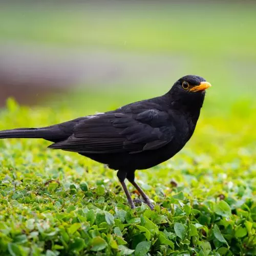 Blackbird on green vegetation