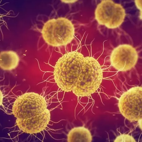 Medical illustration of Neisseria gonorrhoeae