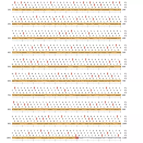 Image of isolate 79117 DNA sequence (yellow) for gene CAMP1518. Amino acids for each of the three frames is shown above the sequence. There is a start codon highlighted in green. There is a stop codon highlighted red.