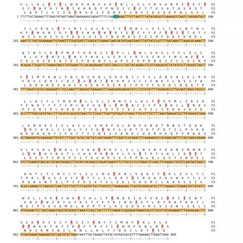 Image of isolate 80811 DNA sequence (yellow) for gene CAMP2021. Amino acids for each of the three frames is shown above the sequence. There is a start codon highlighted in green. There is not a stop codon highlighted red.