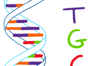Cartoon drawing of DNA double helix with bases in certain colours