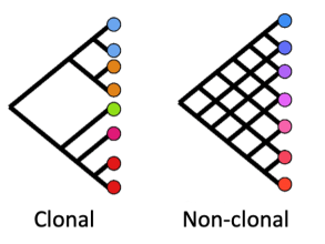 Phylogenetic trees showing examples of a clonal and a non-clonal bacterial population 