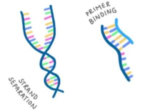 Sanger sequencing - strand separation and primer binding