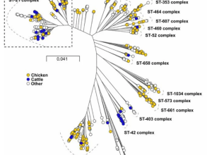 Phylogeny showing generalist and specialist Campylobacter strains, from Mourkas, et al., 2020