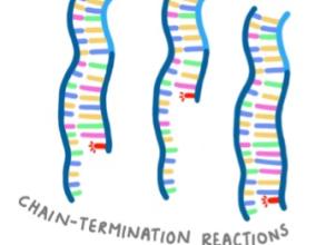 Sanger sequencing - chain termination reactions