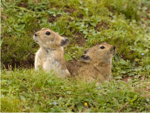 Plateau pika
