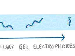 Sanger sequencing - capillary gel electrophoresis