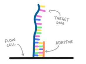 Illumina sequencing - adaptor binding