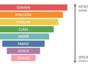 Taxonomic rankings