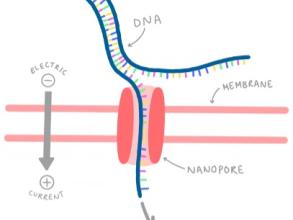 Nanopore sequencing - Nanopore set-up 