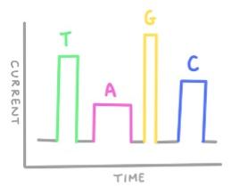 Nanopore sequencing - nucleotide detection