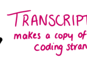 Arrow with description: "Transcription makes a copy of the coding strand"