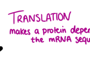 Arrow with description: "Translation makes a protein dependent on the mRNA sequence"